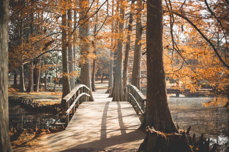 bridge and trail among fall leaves tall trees